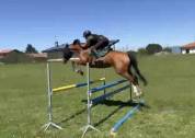 Cavalla KWPN 5 yr