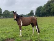 Jument 2 ans Pie baie