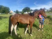 Jument 2 ans Pie baie