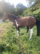 Jument 2 ans Pie baie