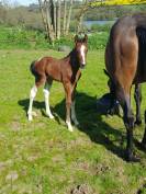 Jument 2 ans Pie baie