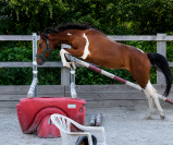 Jument 2 ans Pie baie CSO