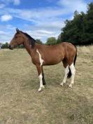 Jument 2 ans Pie baie CSO