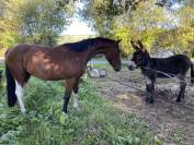 Jument 2 ans Pie baie CSO