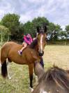 Jument 2 ans Pie baie CSO