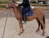 Poney de 5 ans 