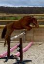 Poney de 5 ans 
