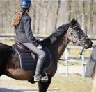 Super Poney D de concours 