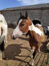 Jument paint horse 4 ans 