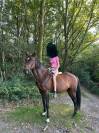 Jument de loisir 14ans , 145 cm .