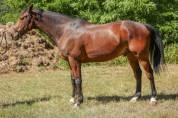 FAKIR, Hongre SF 11 ans dressage, loisir, saut