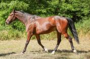 FAKIR, Hongre SF 11 ans dressage, loisir, saut