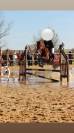 Cheval Hongre ONC de 6 ans