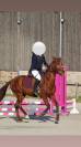 Cheval Hongre ONC de 6 ans