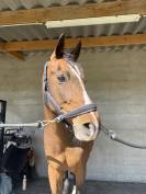 Cheval de sport
