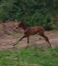 Magnifique poulain 
