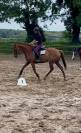 Hongre polyvalent, 11 ans