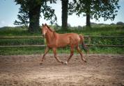 Hongre polyvalent, 11 ans