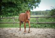 Hongre polyvalent, 11 ans