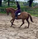 Hongre polyvalent, 11 ans