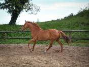Hongre polyvalent, 11 ans