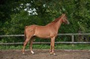Hongre polyvalent, 11 ans