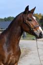 Poney de Sport