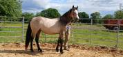 Olwen du Montm&eacute;lian - Ponette Connemara de 2 ans 