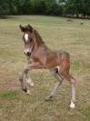 Peanuts de Puisaye -m&acirc;le Welsh Cob 1 an