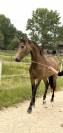 Magnifique cheval 