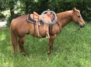 Hongre Quarter Horse 