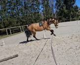 Pure race espagnole isabelle 