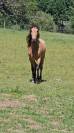 Pure race espagnole isabelle 