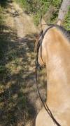 Pure race espagnole isabelle 