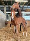 SBS - Poulain - CSO