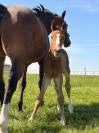 SBS - Poulain - CSO