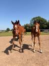 SBS - Poulain - CSO
