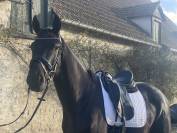Hongre de 4ans par Kjento
