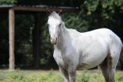 Appaloosa oc 