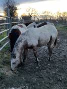 Appaloosa oc 
