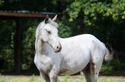 Appaloosa oc 
