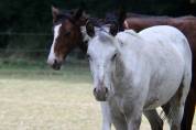 Appaloosa oc 