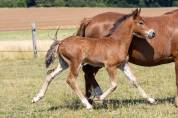 poulain welsh cob - &eacute;levage de ma&iuml;ka