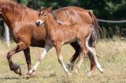poulain welsh cob - &eacute;levage de ma&iuml;ka