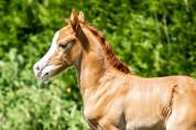 poulain welsh cob - elevage de maika