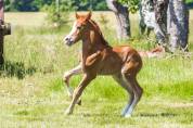 poulain welsh cob - elevage de maika