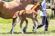 poulain welsh cob - elevage de maika