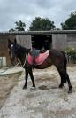 Poney B
