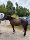 Poney B