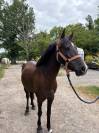Poney B